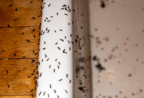  Centerburg, OH Pest Control Pros