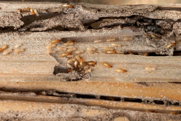 Reliable Centerburg, OH Pest Control Solutions